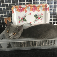 British Shorthair, Kedi  Gofret fotoğrafı