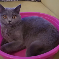 British Shorthair, Kedi  Gofret fotoğrafı