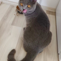 British Shorthair, Kedi  Gofret fotoğrafı