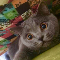 British Shorthair, Kedi  Gofret fotoğrafı