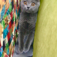 British Shorthair, Kedi  Gofret fotoğrafı