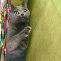 British Shorthair, Kedi  Gofret fotoğrafı