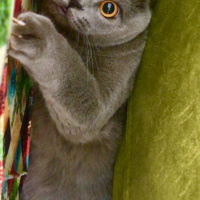British Shorthair, Kedi  Gofret fotoğrafı