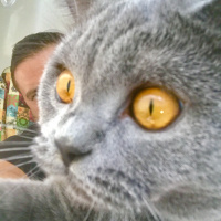 British Shorthair, Kedi  Gofret fotoğrafı