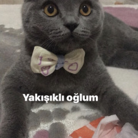 British Shorthair, Kedi  Gofret fotoğrafı