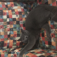 British Shorthair, Kedi  Gofret fotoğrafı