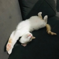 Sarman, Kedi  Tarçın fotoğrafı