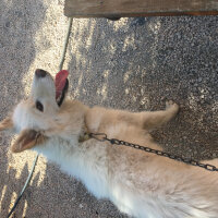 Samoyed, Köpek  ghost fotoğrafı