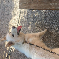 Samoyed, Köpek  ghost fotoğrafı