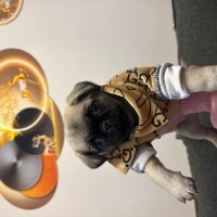 Pug, Köpek  Laki fotoğrafı