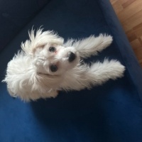 Maltese, Köpek  white fotoğrafı