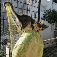 Tekir Kedi, Kedi  Michiko (Mişo) fotoğrafı