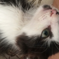 Oriental Longhair, Kedi  Pıtır fotoğrafı