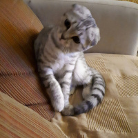 Scottish Fold, Kedi  PONÇİK fotoğrafı