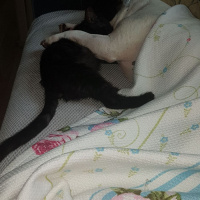 Tekir Kedi, Kedi  Mika fotoğrafı