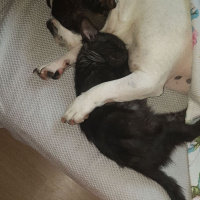 Tekir Kedi, Kedi  Mika fotoğrafı