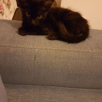 Tekir Kedi, Kedi  Mika fotoğrafı