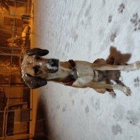 İngiliz Setter, Köpek  Leyla fotoğrafı