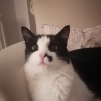 Tekir Kedi, Kedi  Zeytin fotoğrafı