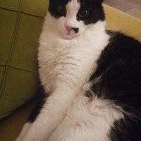 Tekir Kedi, Kedi  Zeytin fotoğrafı