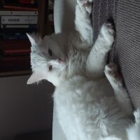 Ankara Kedisi, Kedi  Kaymak fotoğrafı