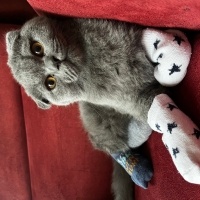 Scottish Fold, Kedi  minnoş fotoğrafı