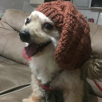 Soke, Kedi  Misket fotoğrafı