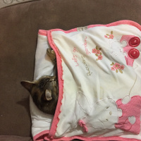 Soke, Kedi  Misket fotoğrafı