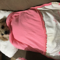 Soke, Kedi  Misket fotoğrafı
