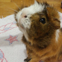 Guinea Pig, Kemirgen  Bulut fotoğrafı