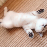 British Shorthair, Kedi  Bulut fotoğrafı