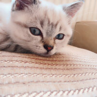 British Shorthair, Kedi  Bulut fotoğrafı