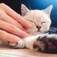 British Shorthair, Kedi  Bulut fotoğrafı