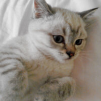 British Shorthair, Kedi  Bulut fotoğrafı