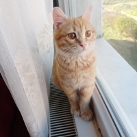 Sarman, Kedi  Duduş fotoğrafı