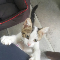 Abyssinian, Kedi  Melek fotoğrafı