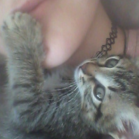 Tekir Kedi, Kedi  Şoli fotoğrafı