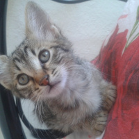 Tekir Kedi, Kedi  Şoli fotoğrafı
