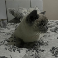 British Shorthair, Kedi  şila fotoğrafı
