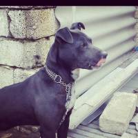 Amerikan Staffordshire Terrier, Köpek  Jessy fotoğrafı