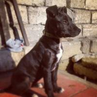 Amerikan Staffordshire Terrier, Köpek  Jessy fotoğrafı