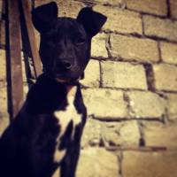 Amerikan Staffordshire Terrier, Köpek  Jessy fotoğrafı