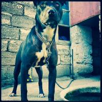 Amerikan Staffordshire Terrier, Köpek  Jessy fotoğrafı