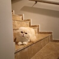 Scottish Fold, Kedi  Ramo fotoğrafı