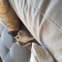 American Bobtail, Kedi  Sürpriz fotoğrafı