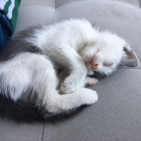American Bobtail, Kedi  Sürpriz fotoğrafı