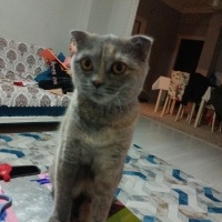 Scottish Fold, Kedi  Boncuk yılmaz fotoğrafı