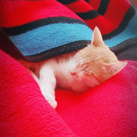 Tekir Kedi, Kedi  Minnoş fotoğrafı
