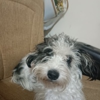 Maltese, Köpek  Toprak fotoğrafı