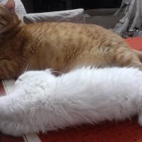 British Longhair, Kedi  Pamuk fotoğrafı